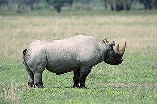 gray Rhinoceros on green grass during daytime HD wallpaper